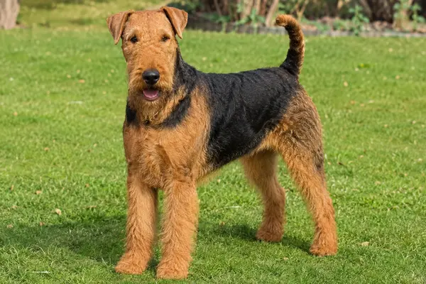 Airedale Terrier