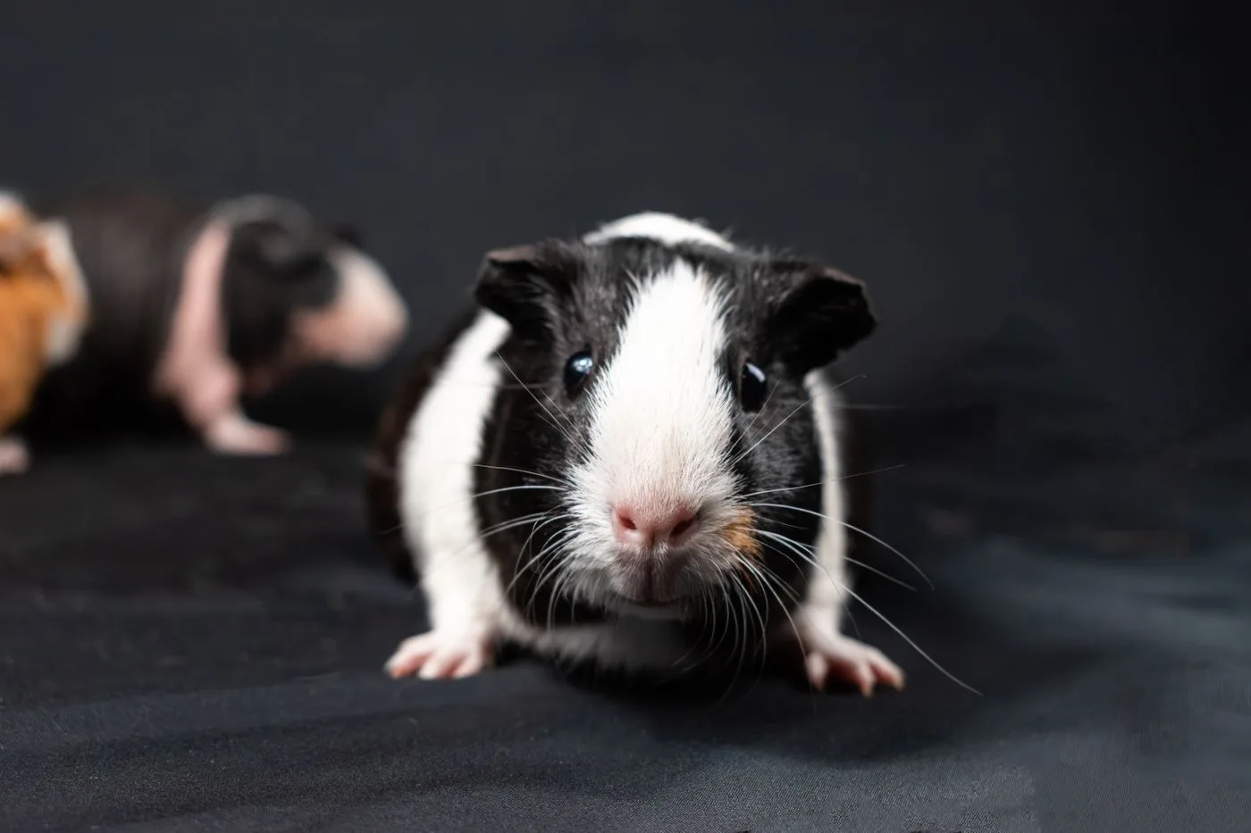 American Guinea Pig