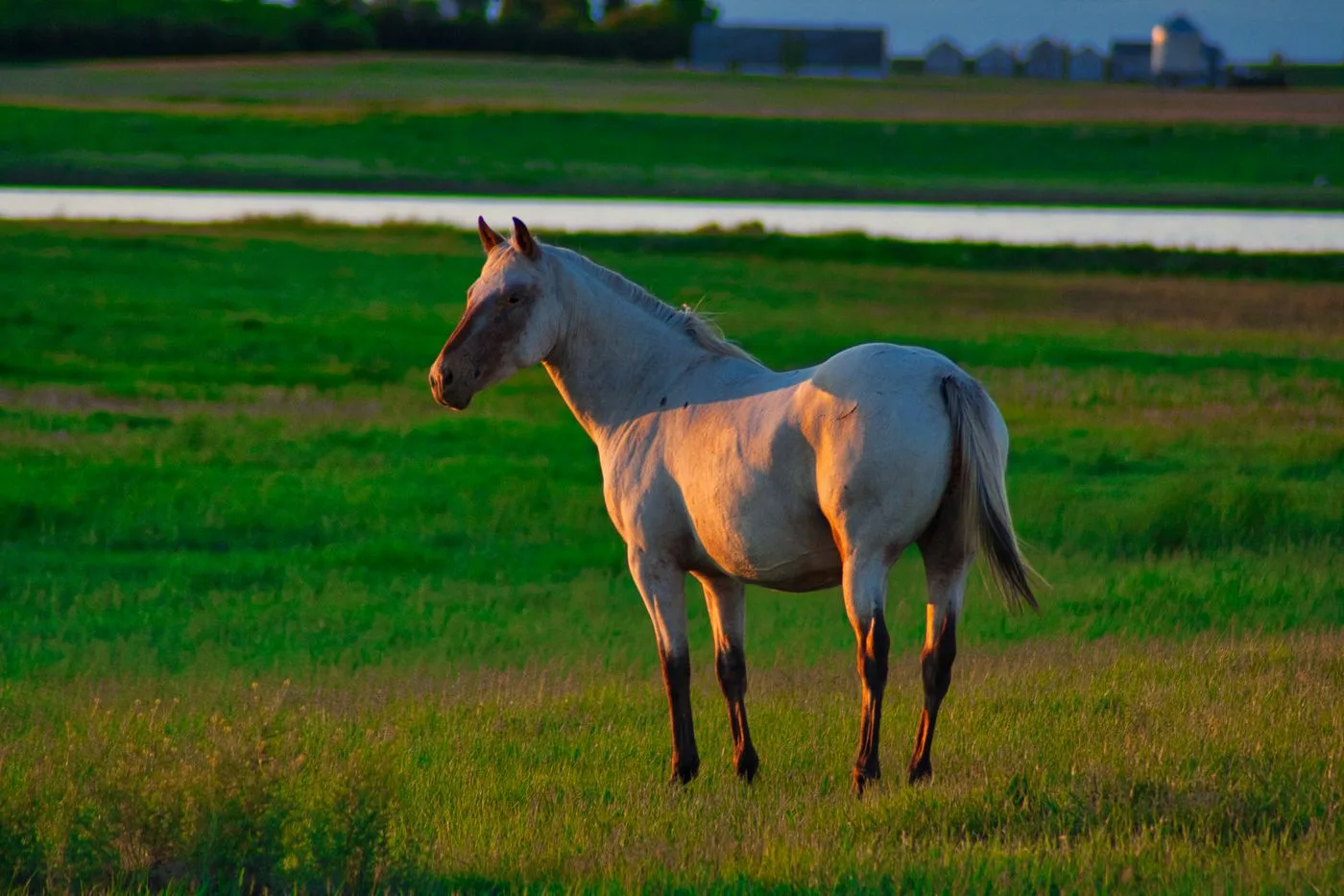 American Quarter Horse