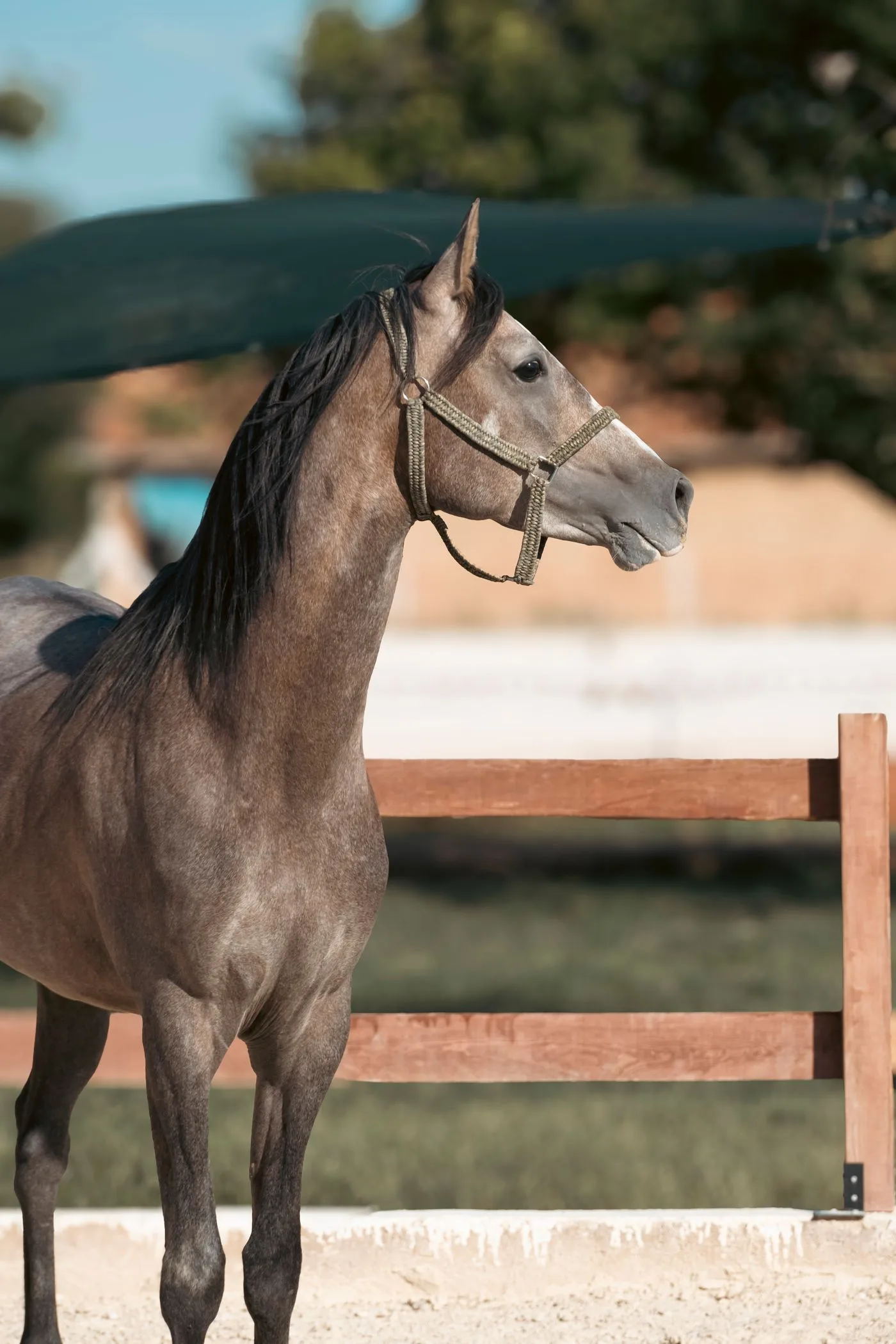 Arabian breed