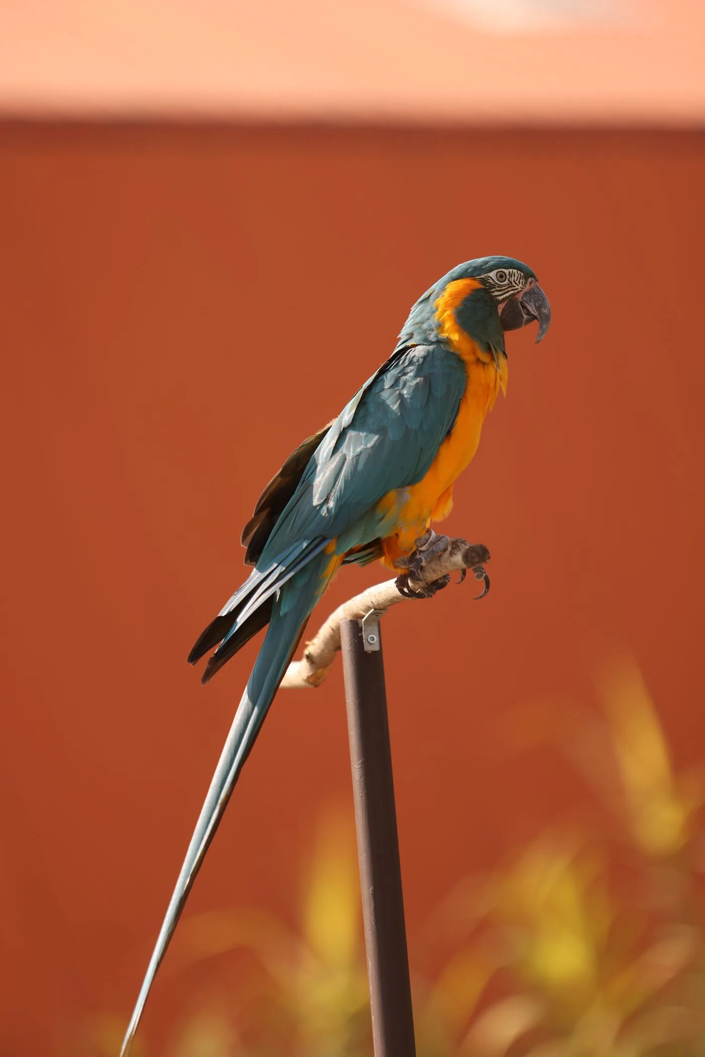 Birds pets