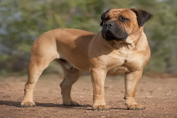 Boerboel
