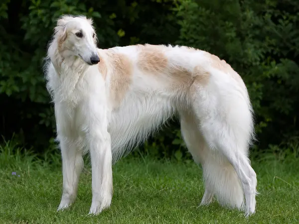 Borzoi breed profile