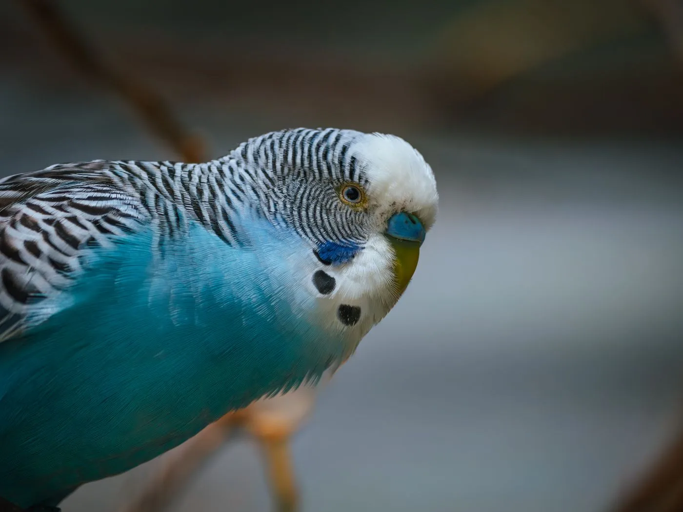 Budgerigar