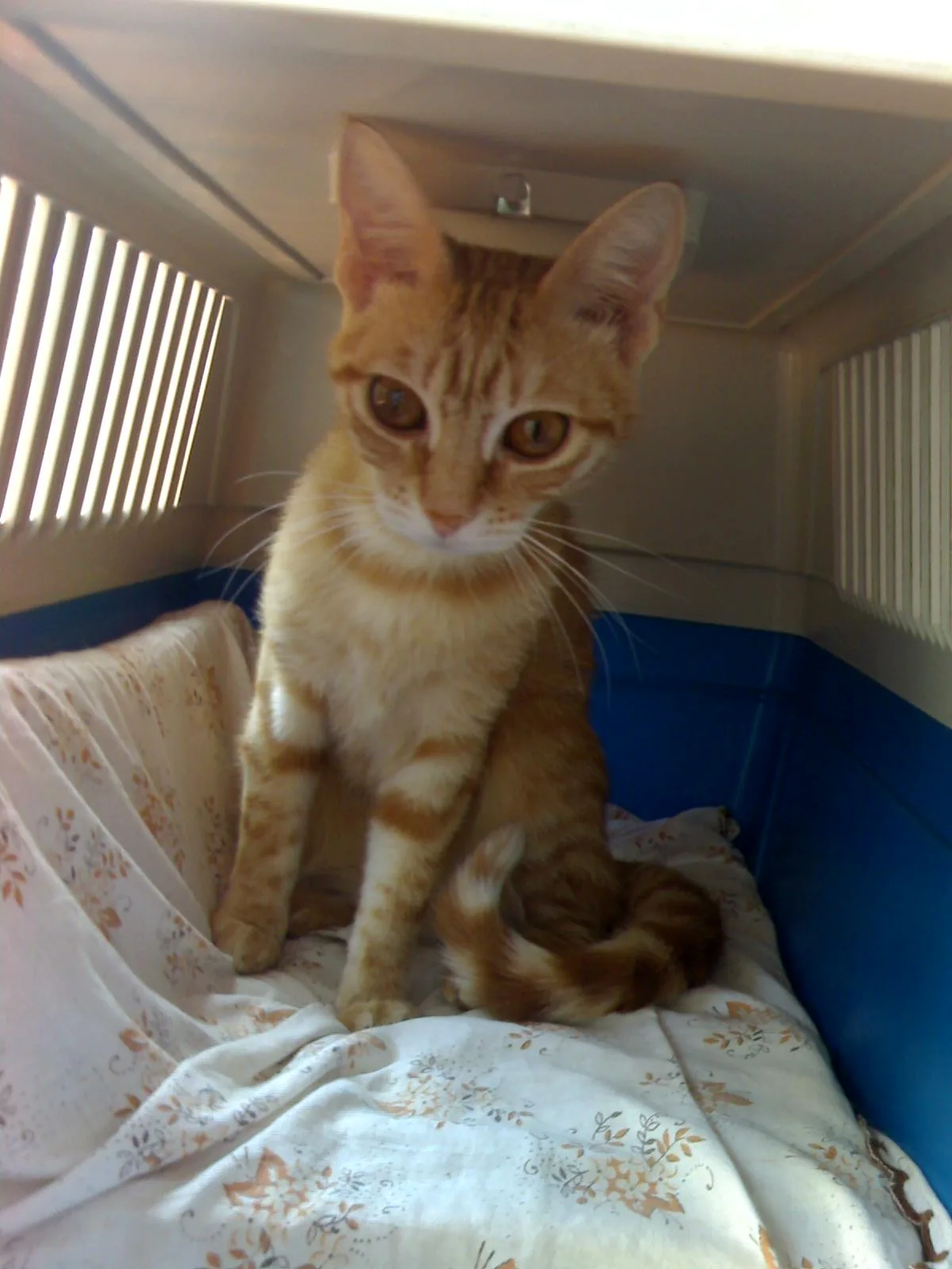 How to Introduce a New Cat to Your Home: A Step-by-Step Guide