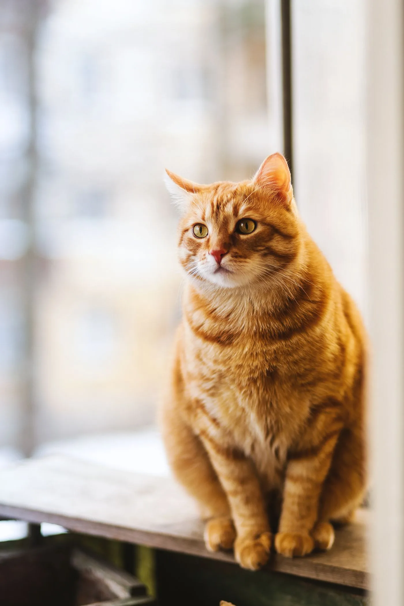 Friendly cat