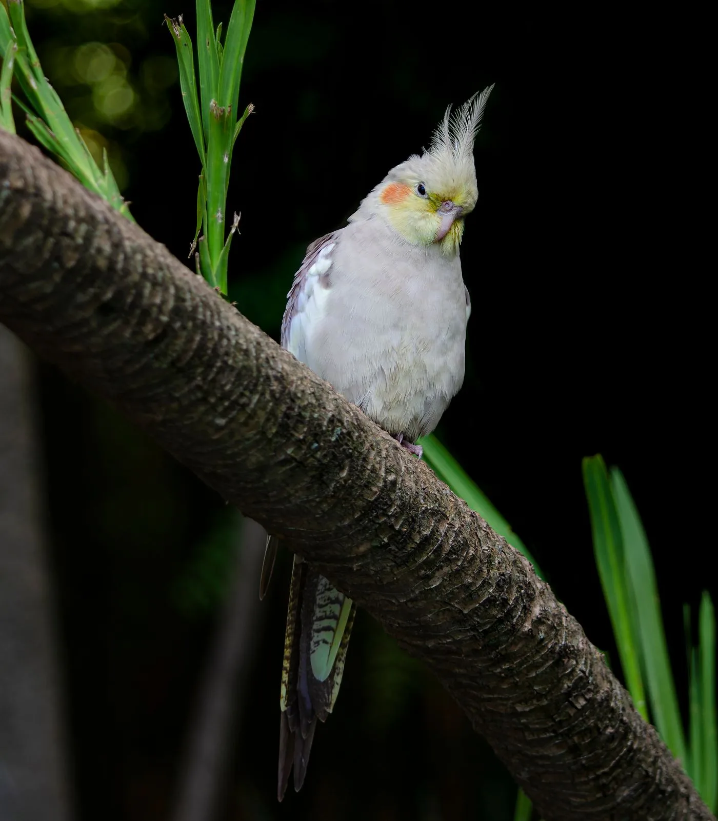 Cockatiel