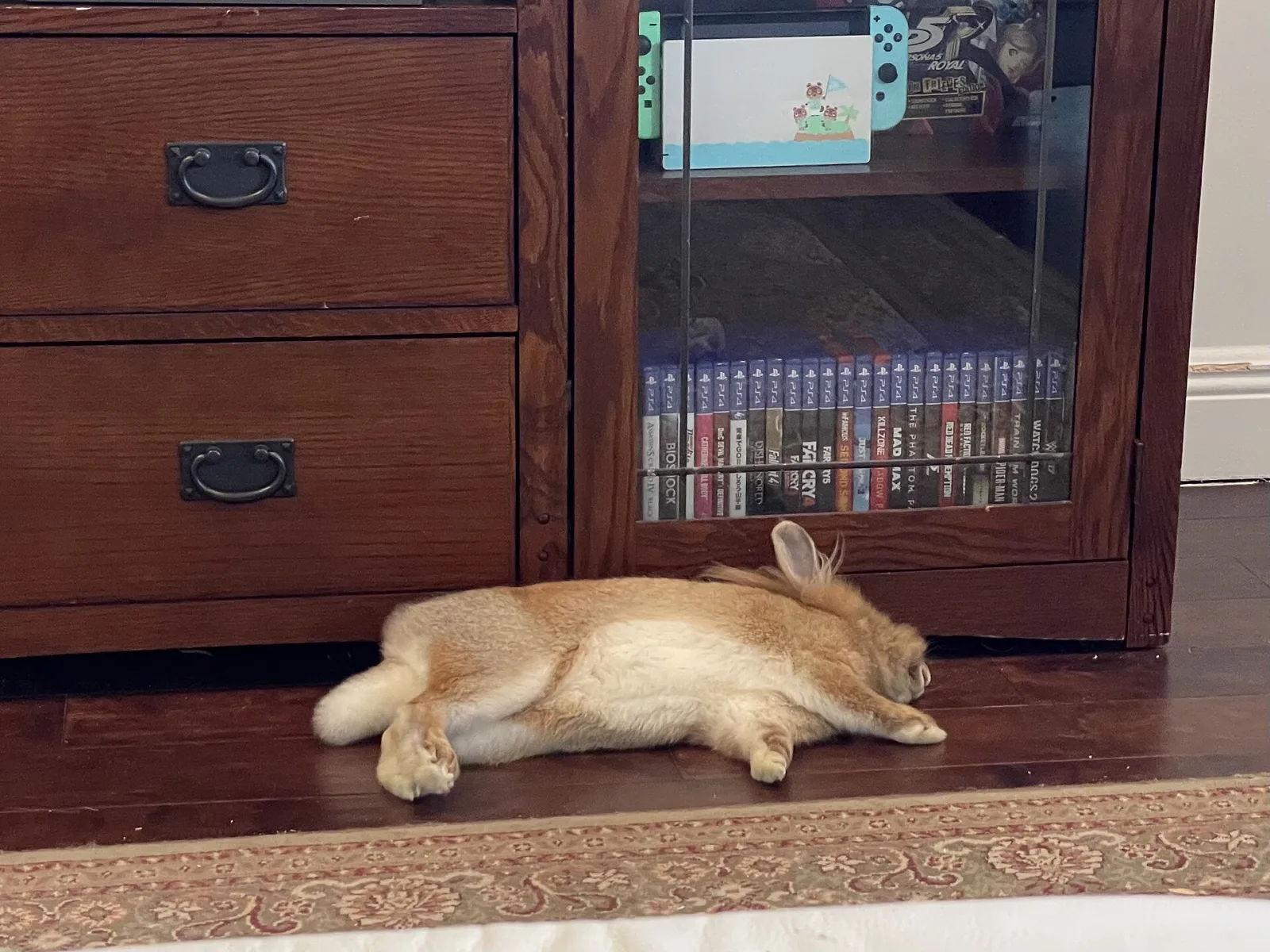 Content rabbit flopping on its side showing trust