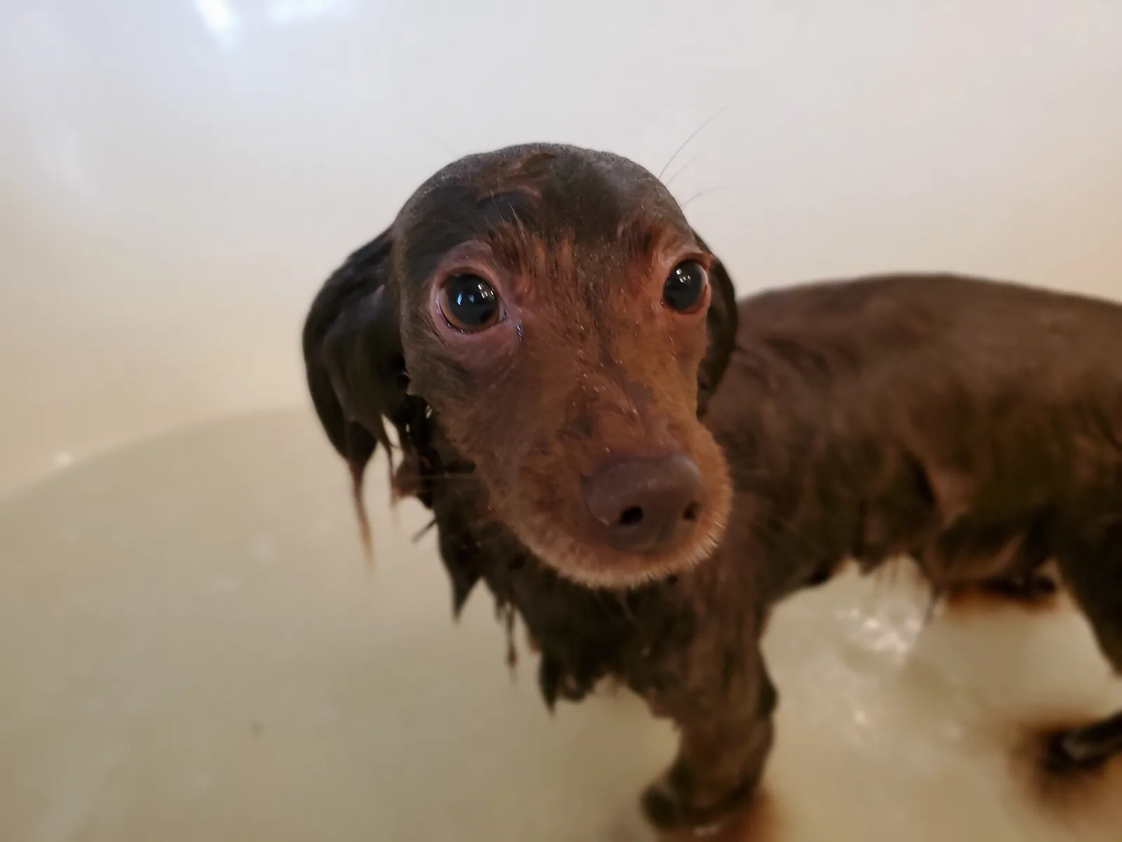 How Often Should You Bathe Your Dog? A Vet-Backed Guide
