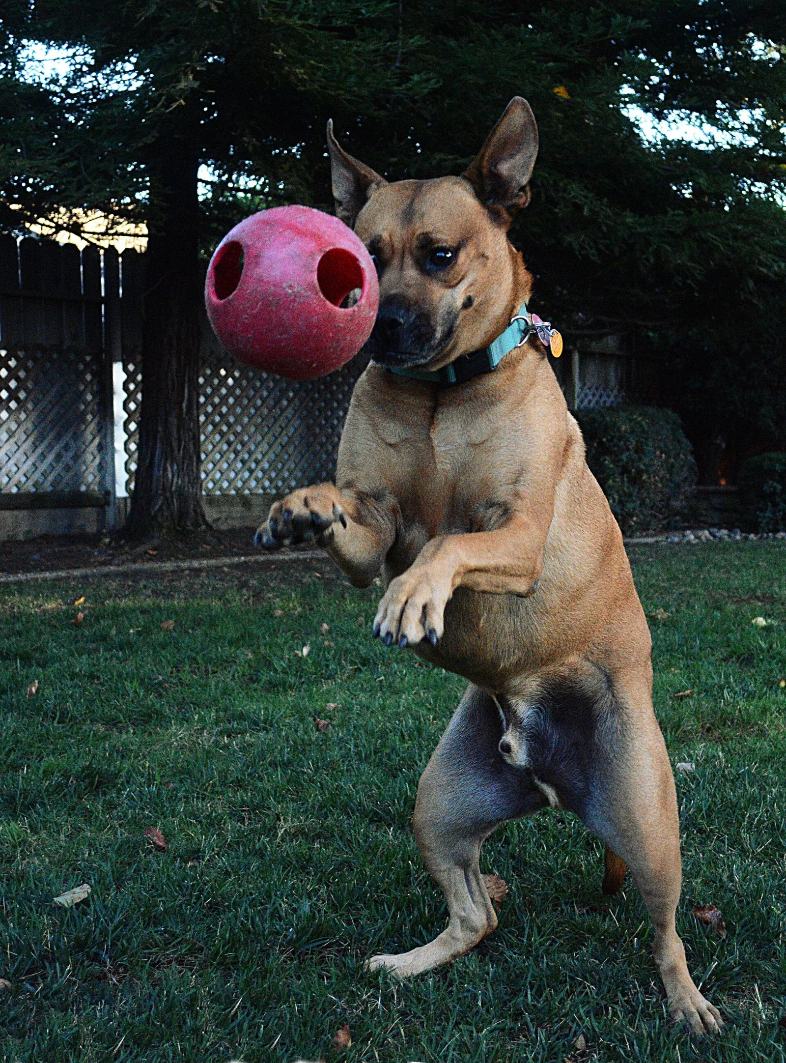Daily Exercise and Play for a Happy, Balanced Dog