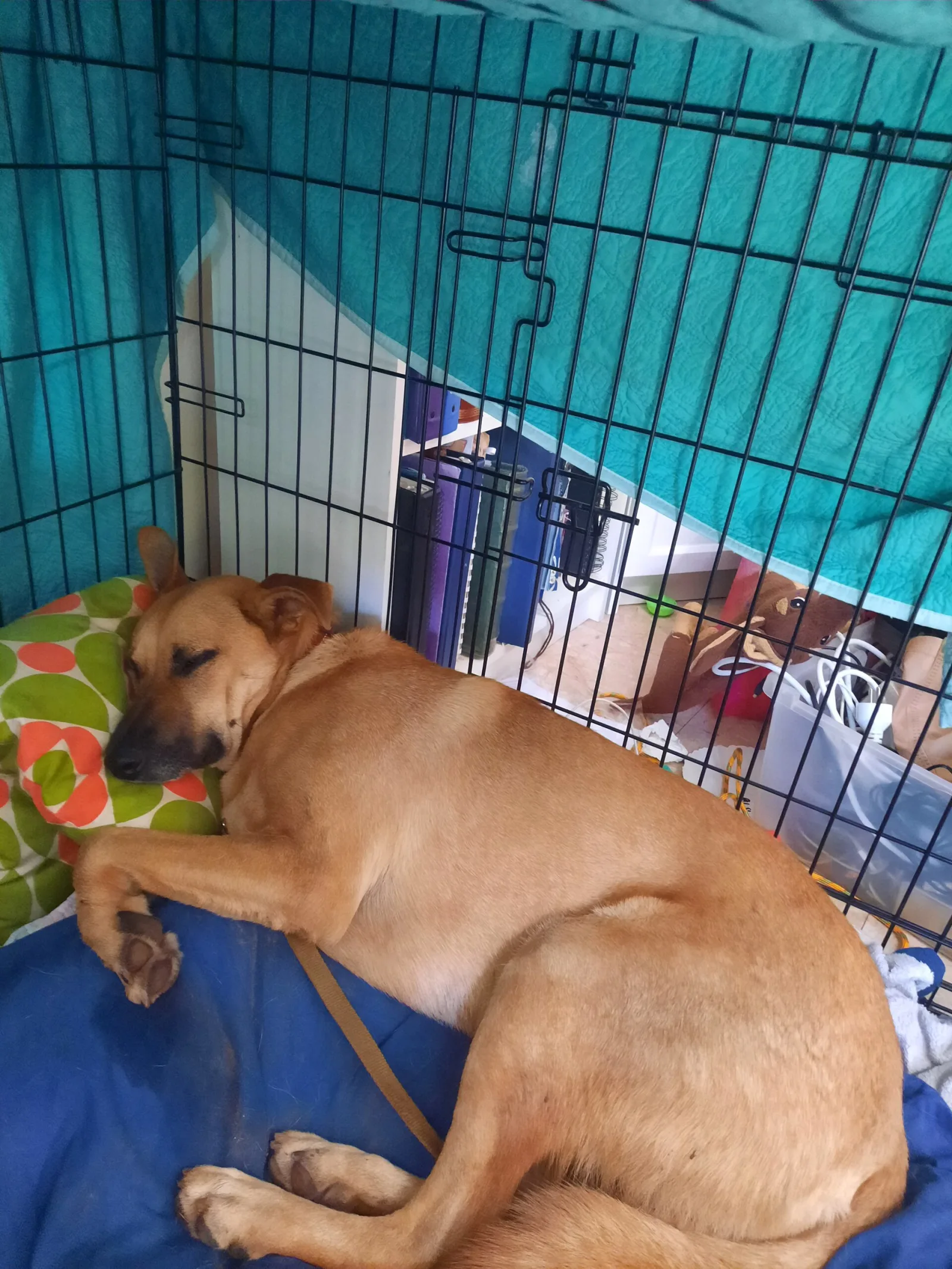 Crate Training Your Dog: Step-by-Step Without Stress