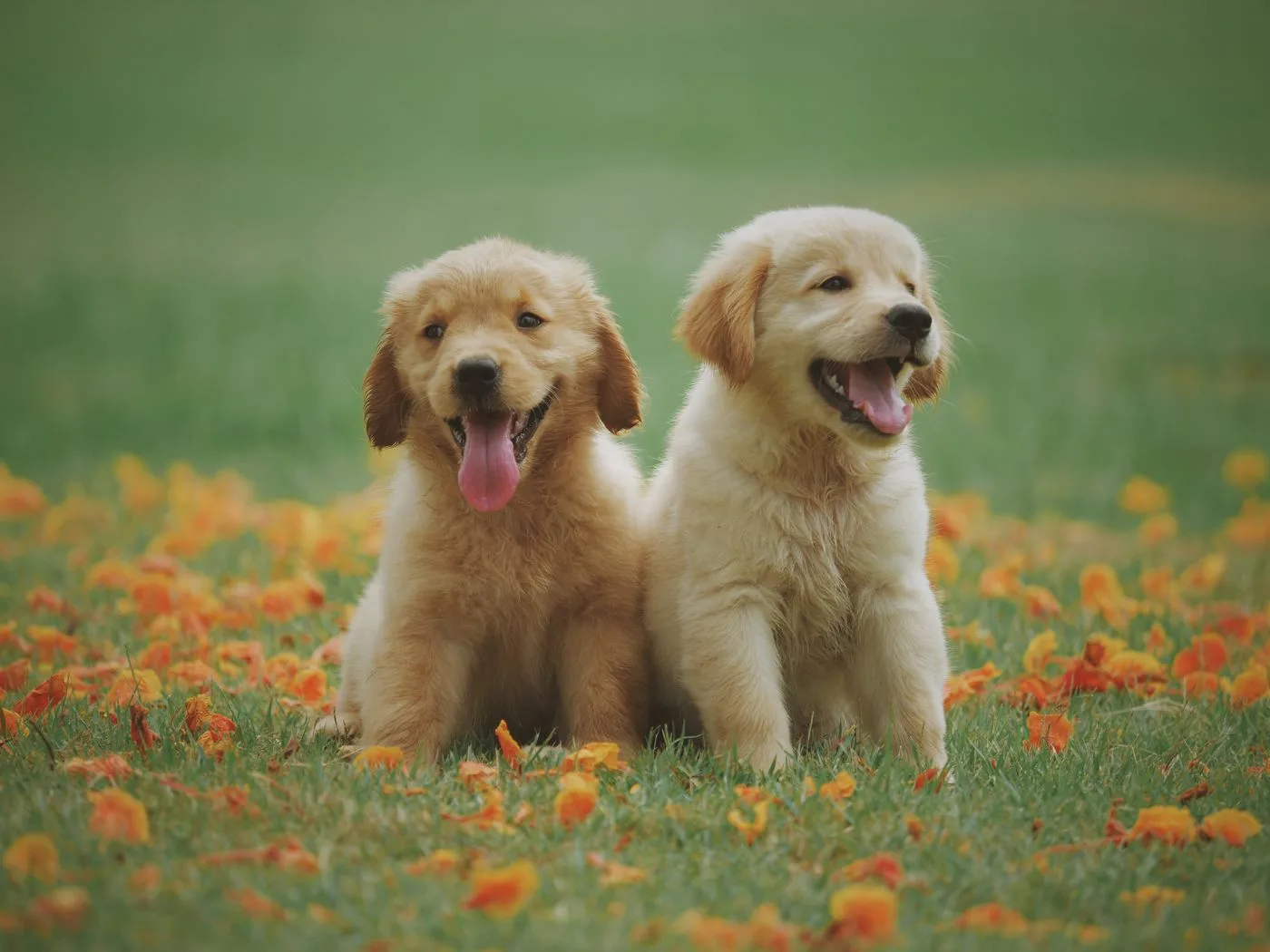 Golden retriever smiling