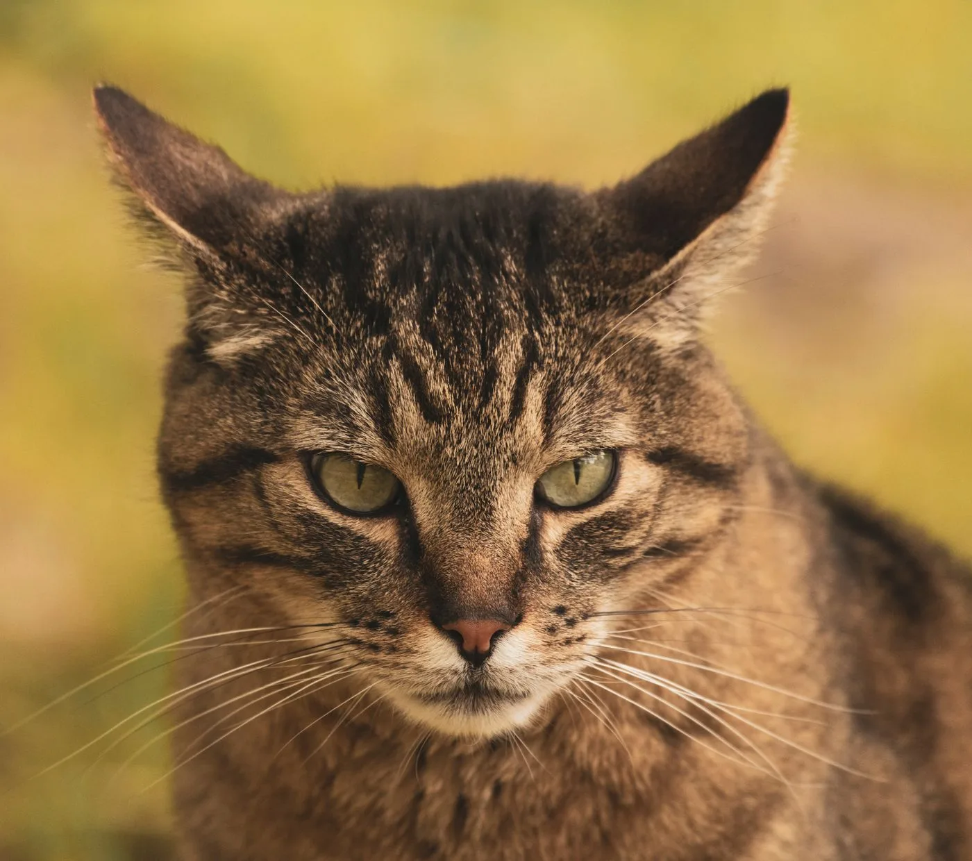 Domestic Shorthair