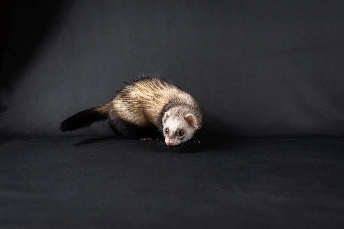 Feral Ferret