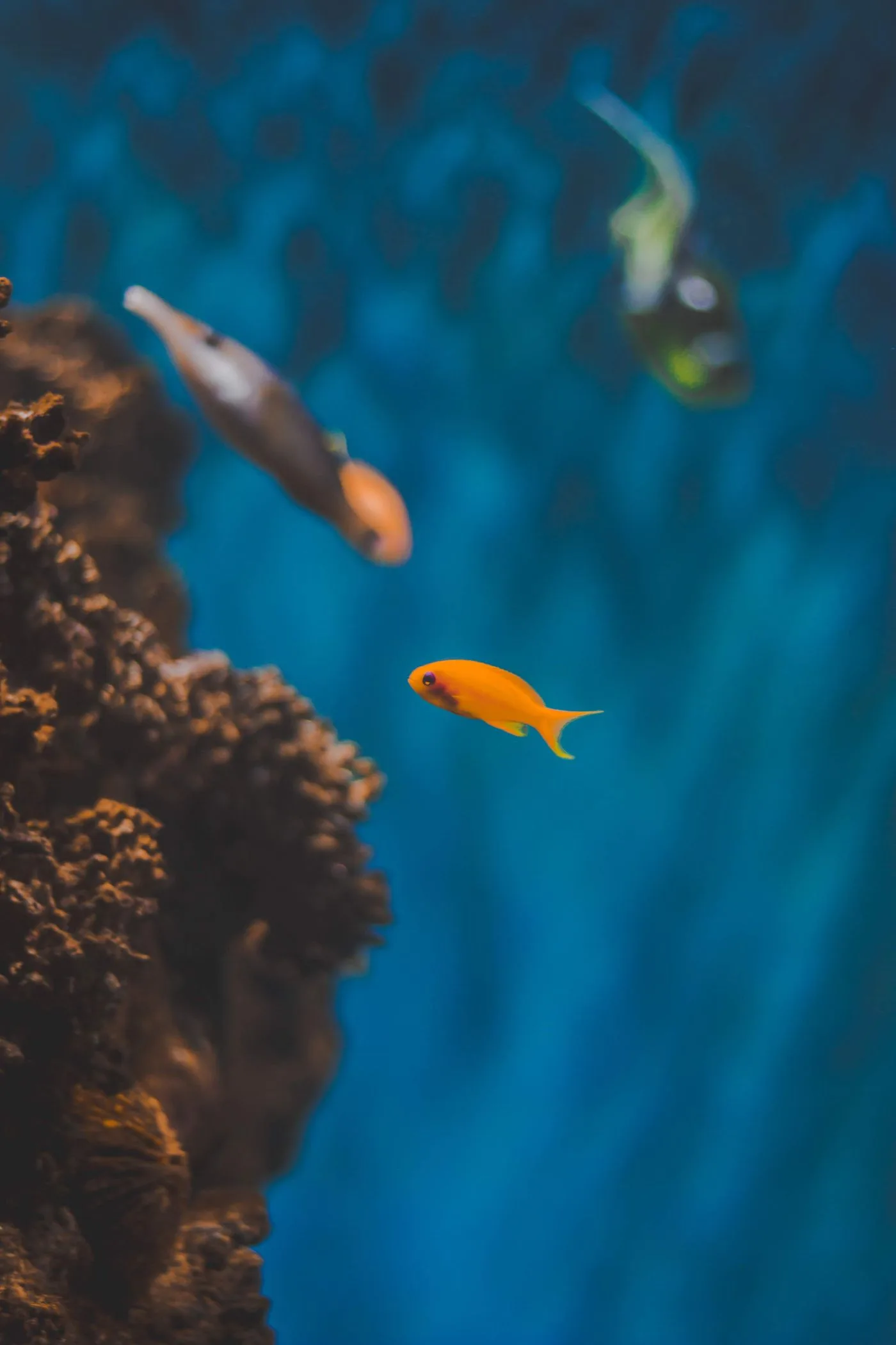 Fish pets