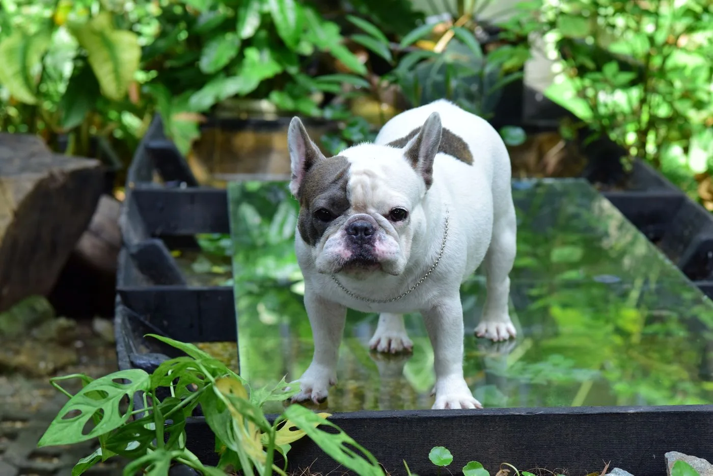 French Bulldog breed