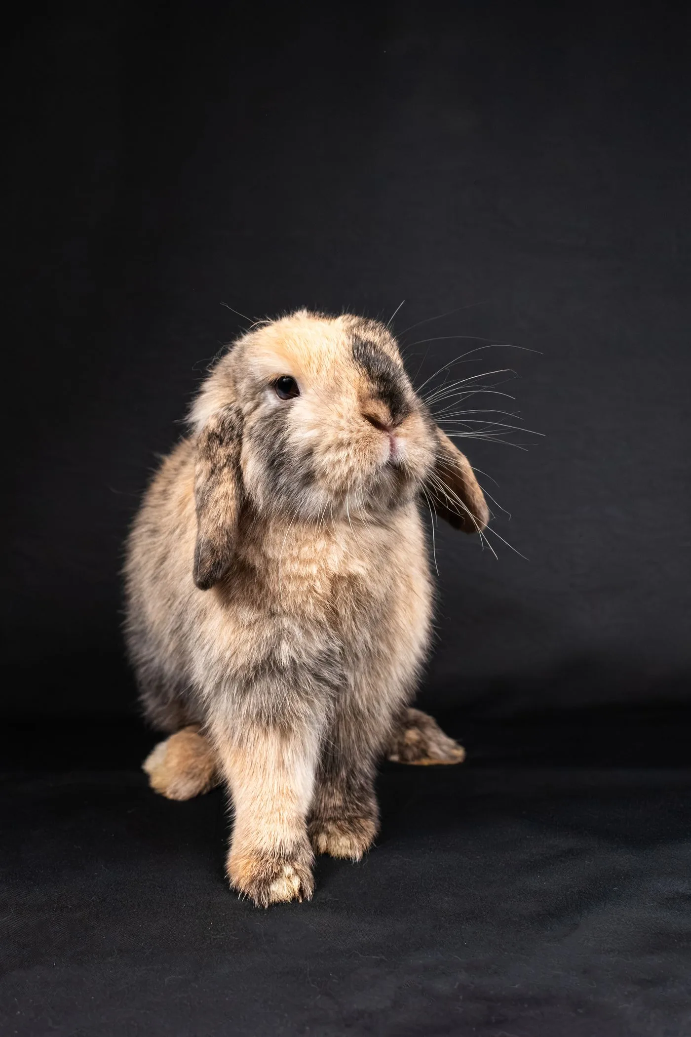 French Lop