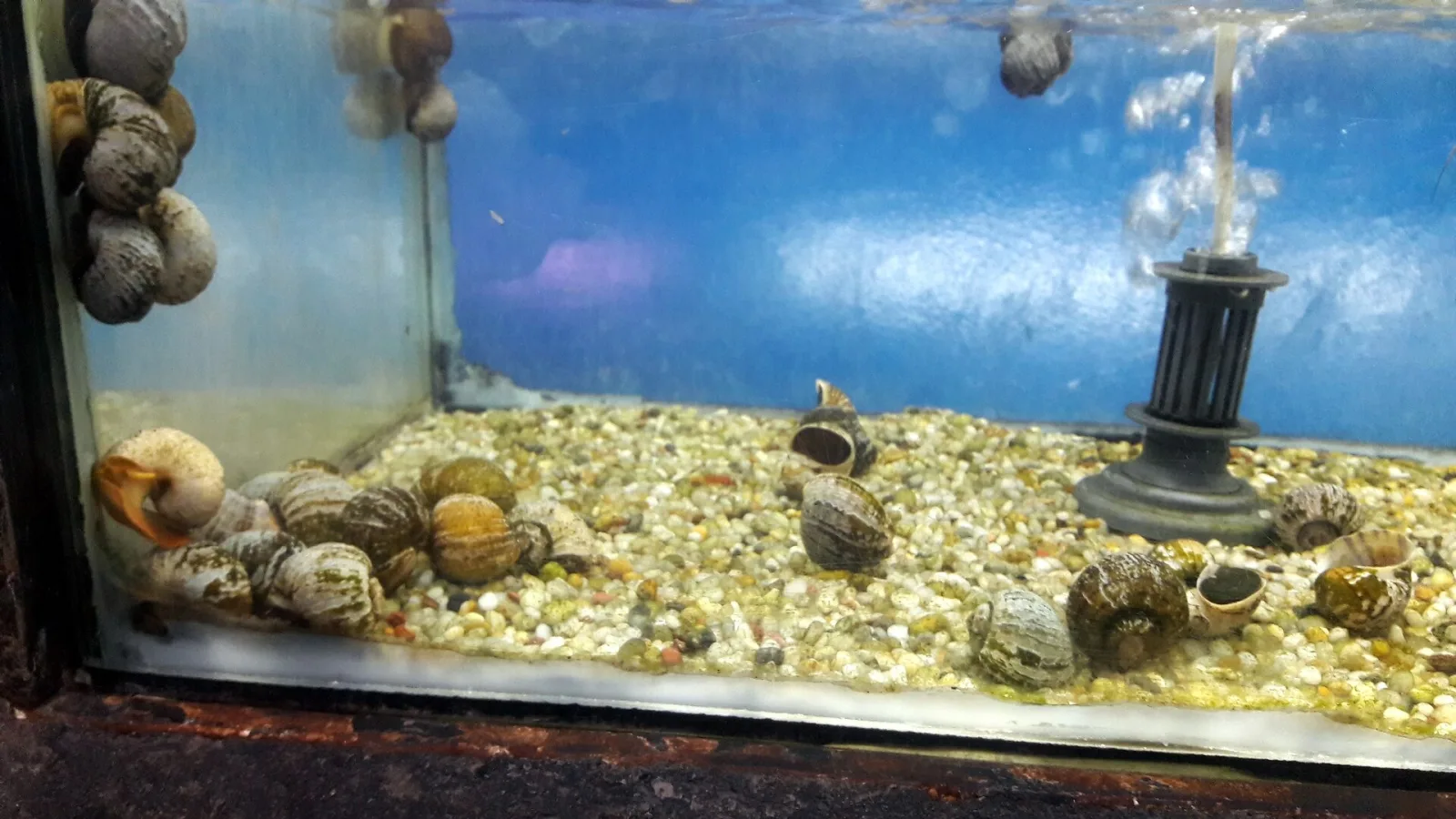 Setting Up Your First Aquarium: A Beginner's Checklist