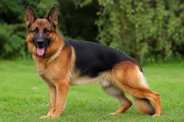 German Shepherd