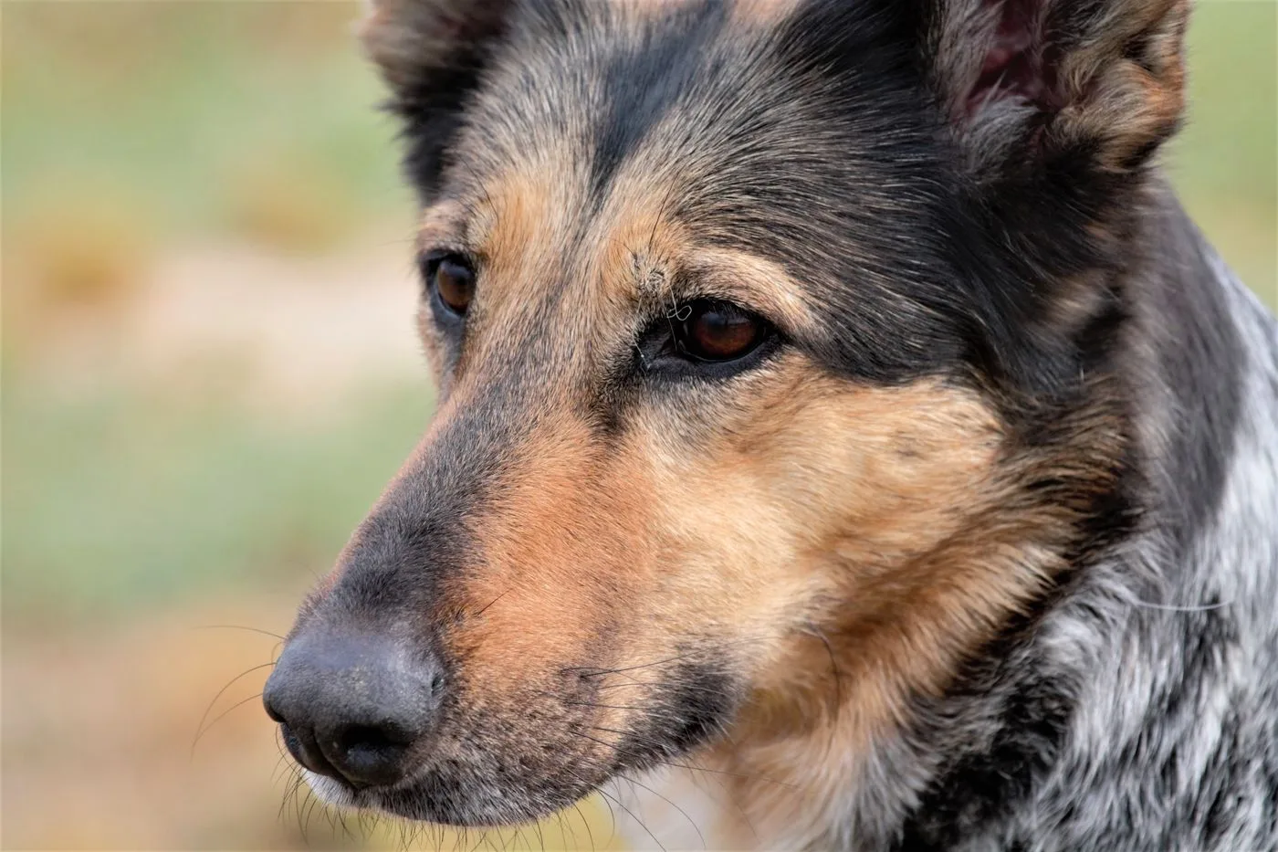 German Shepherd breed