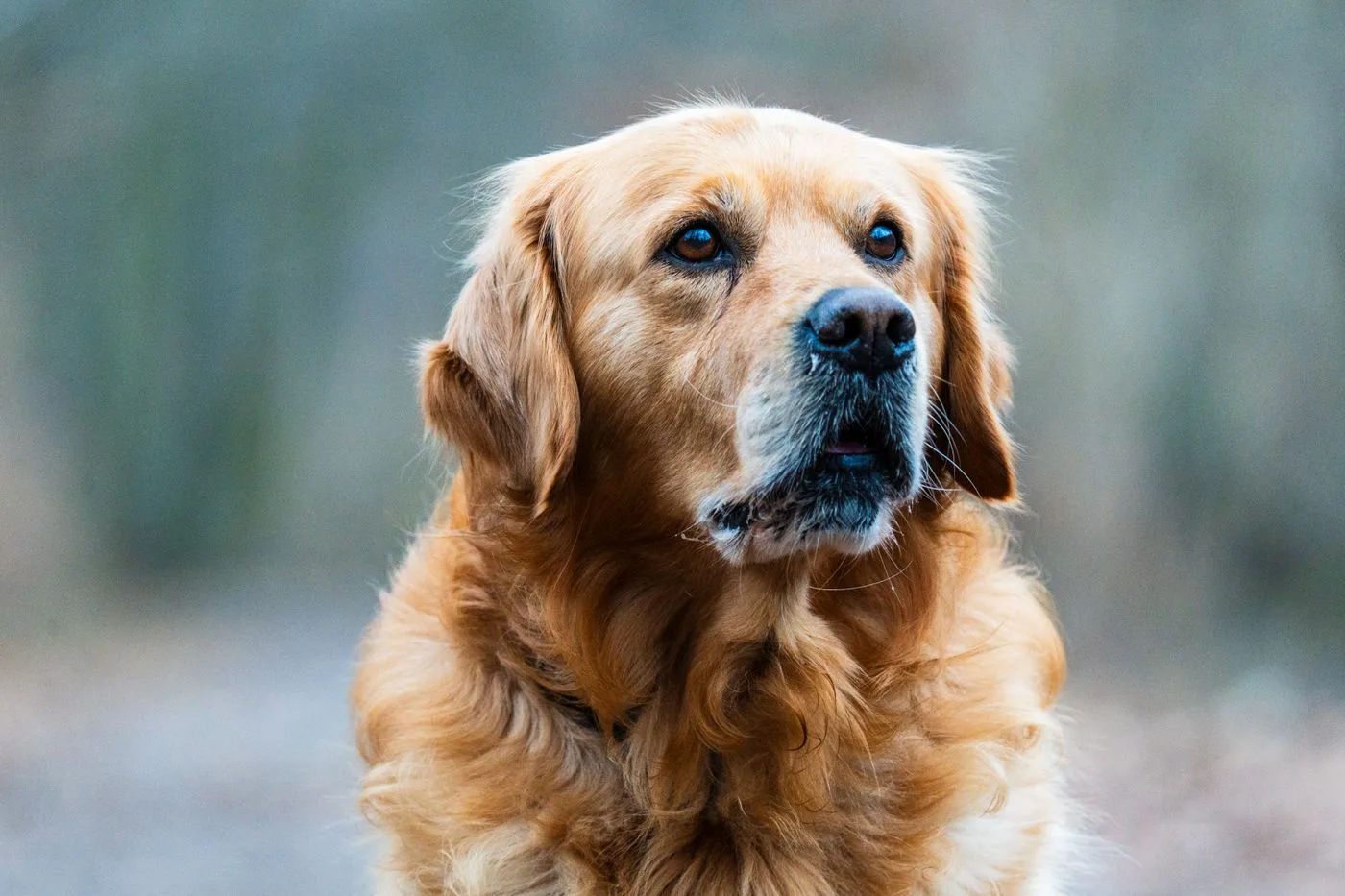 Golden Retriever breed