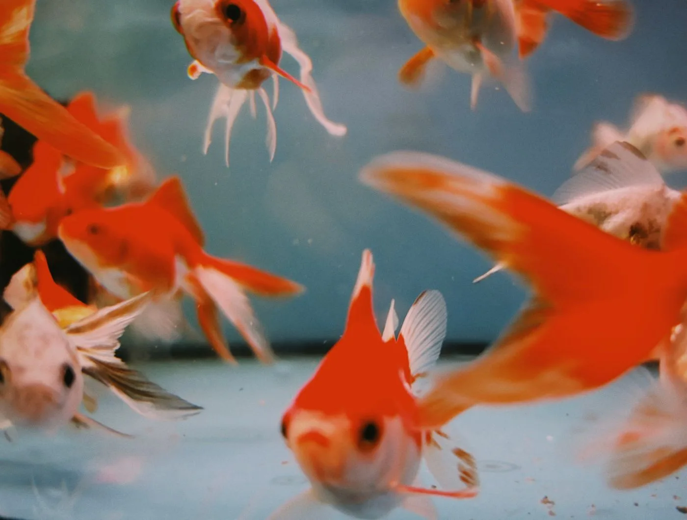 Goldfish