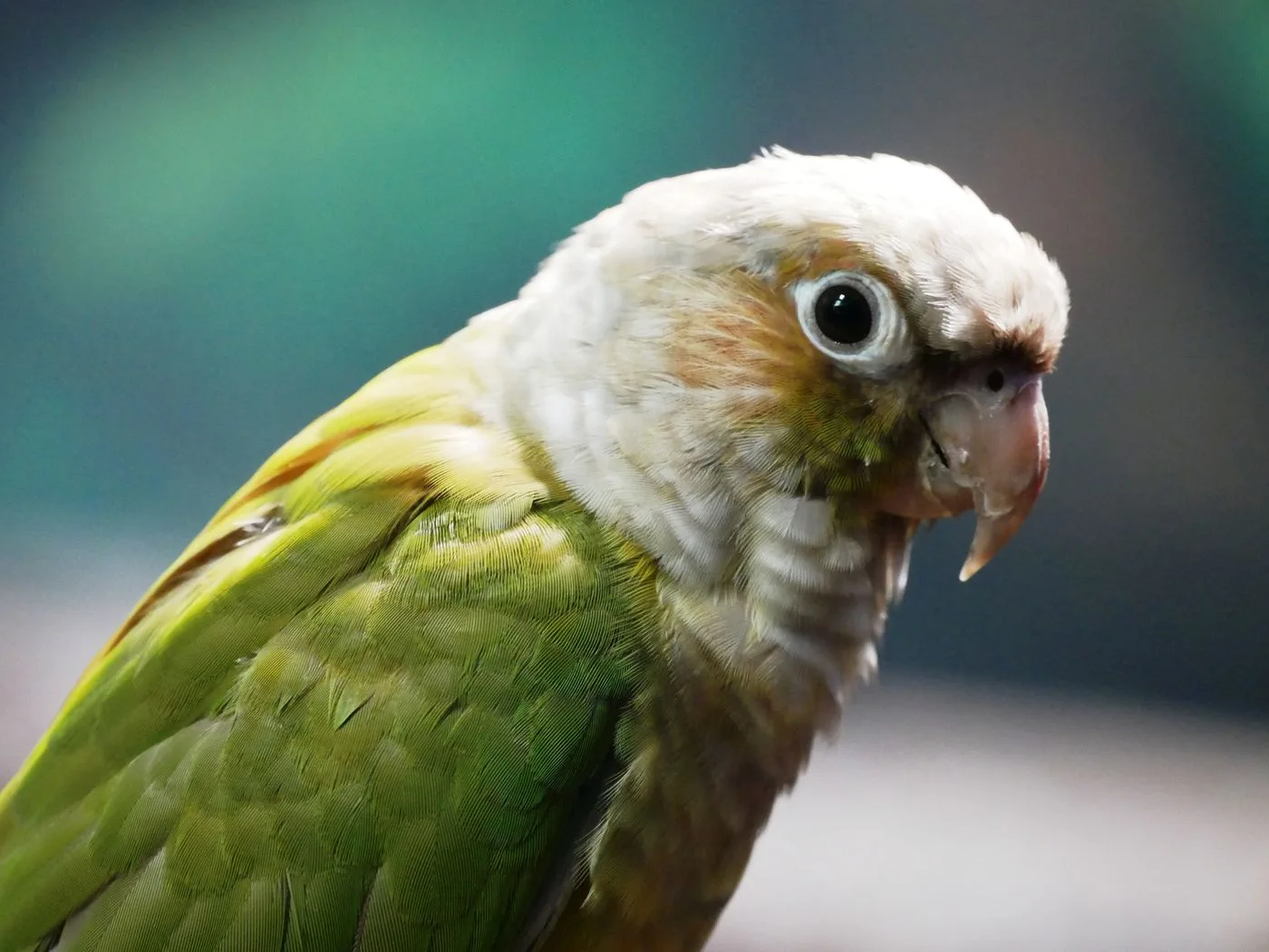 Green-Cheeked Conure