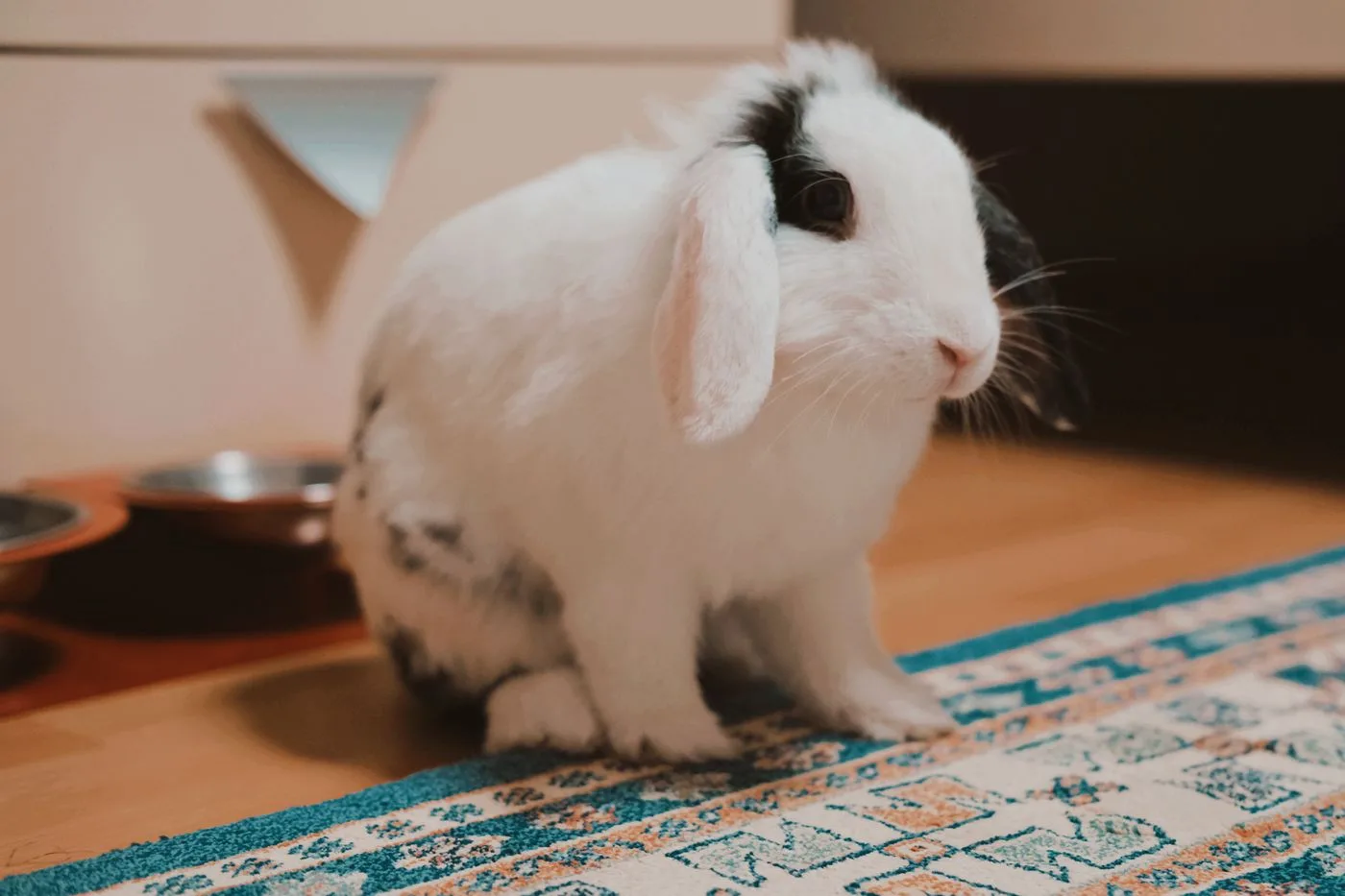 Holland Lop breed