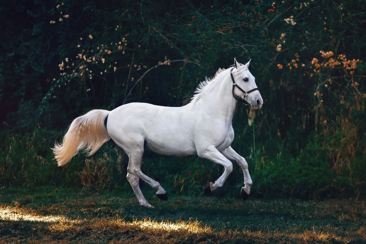 Horses pets