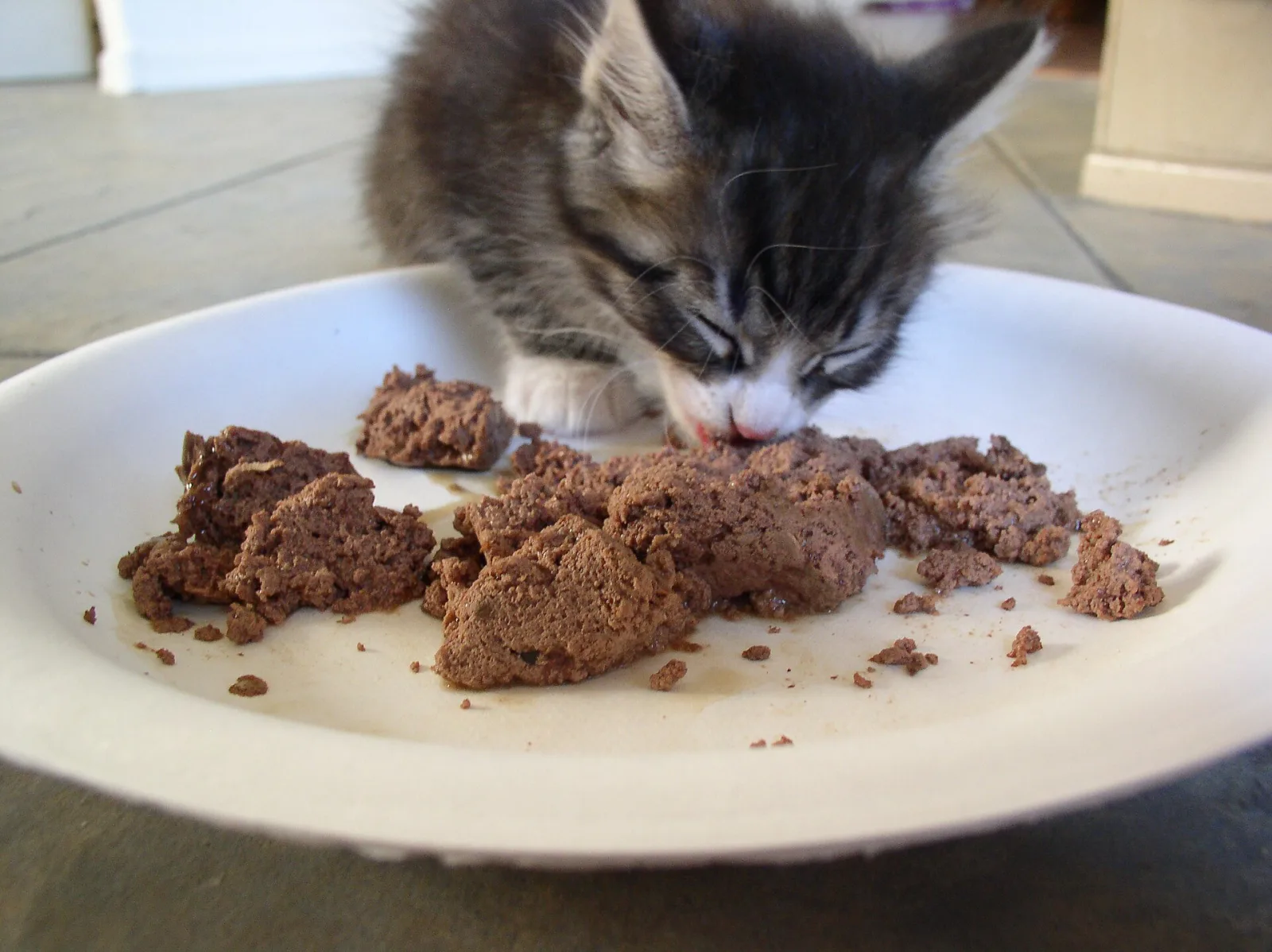 Feeding Your Cat: Portions, Schedules and Common Mistakes