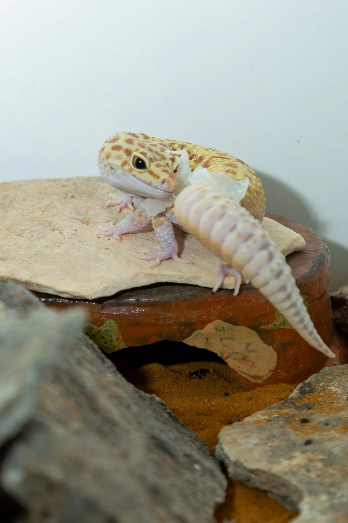 Leopard Gecko