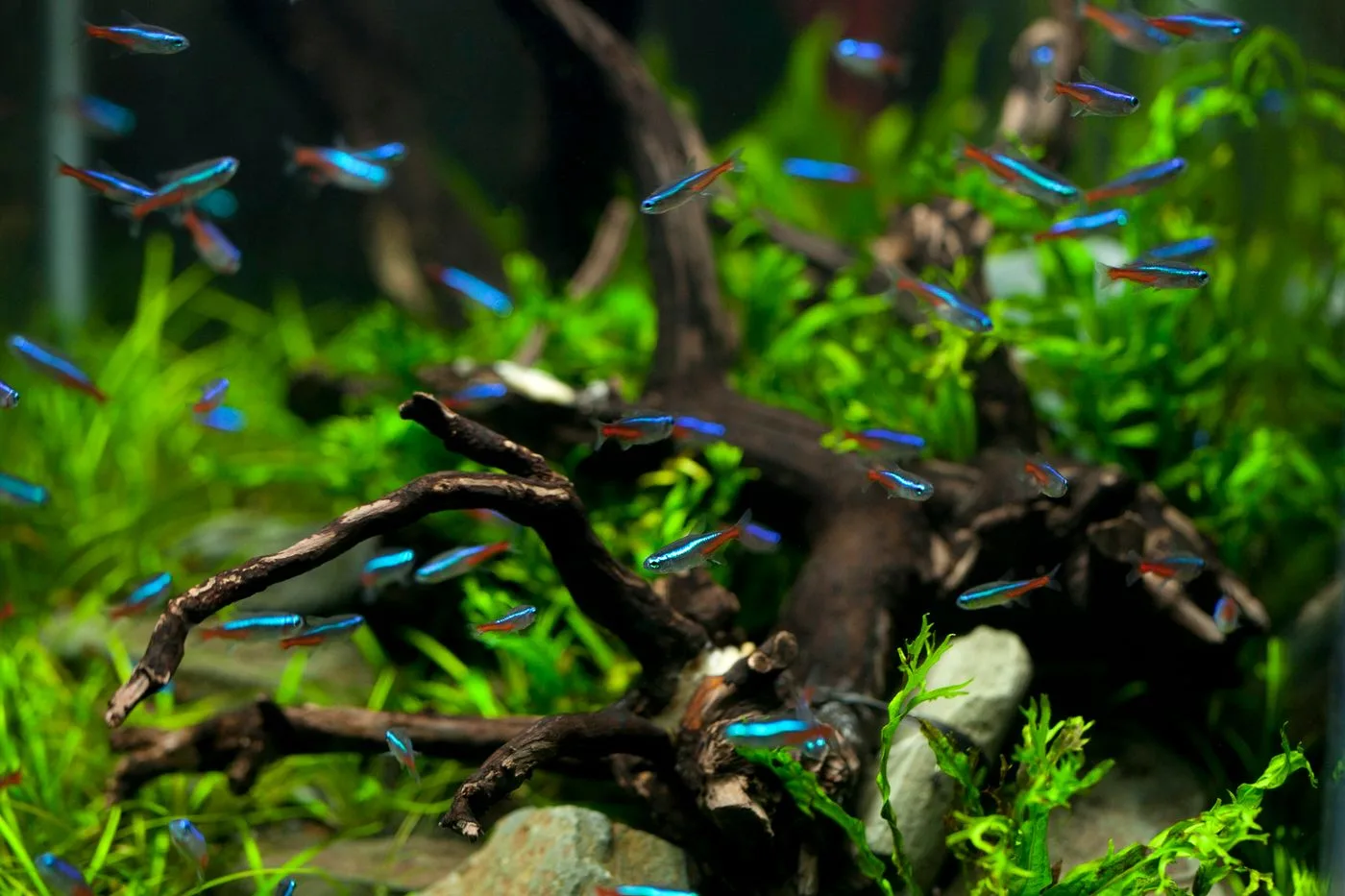 Neon Tetra