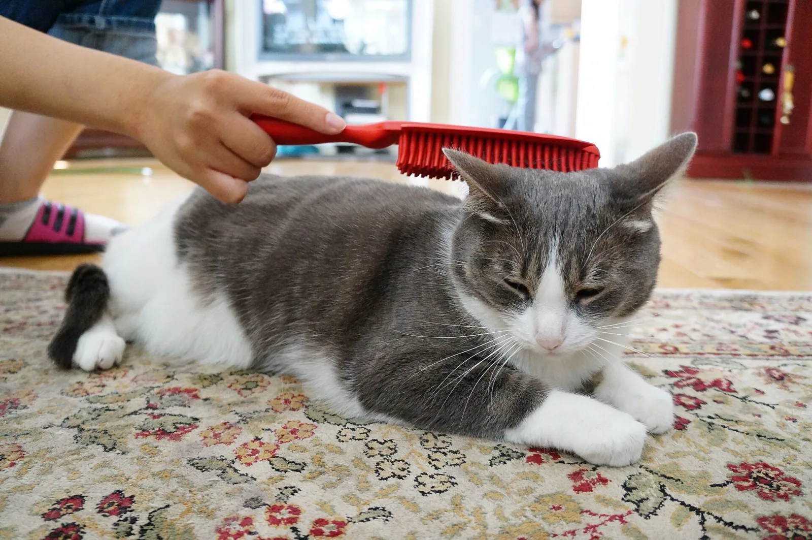 Cat Grooming Basics: A Calm, Practical Routine