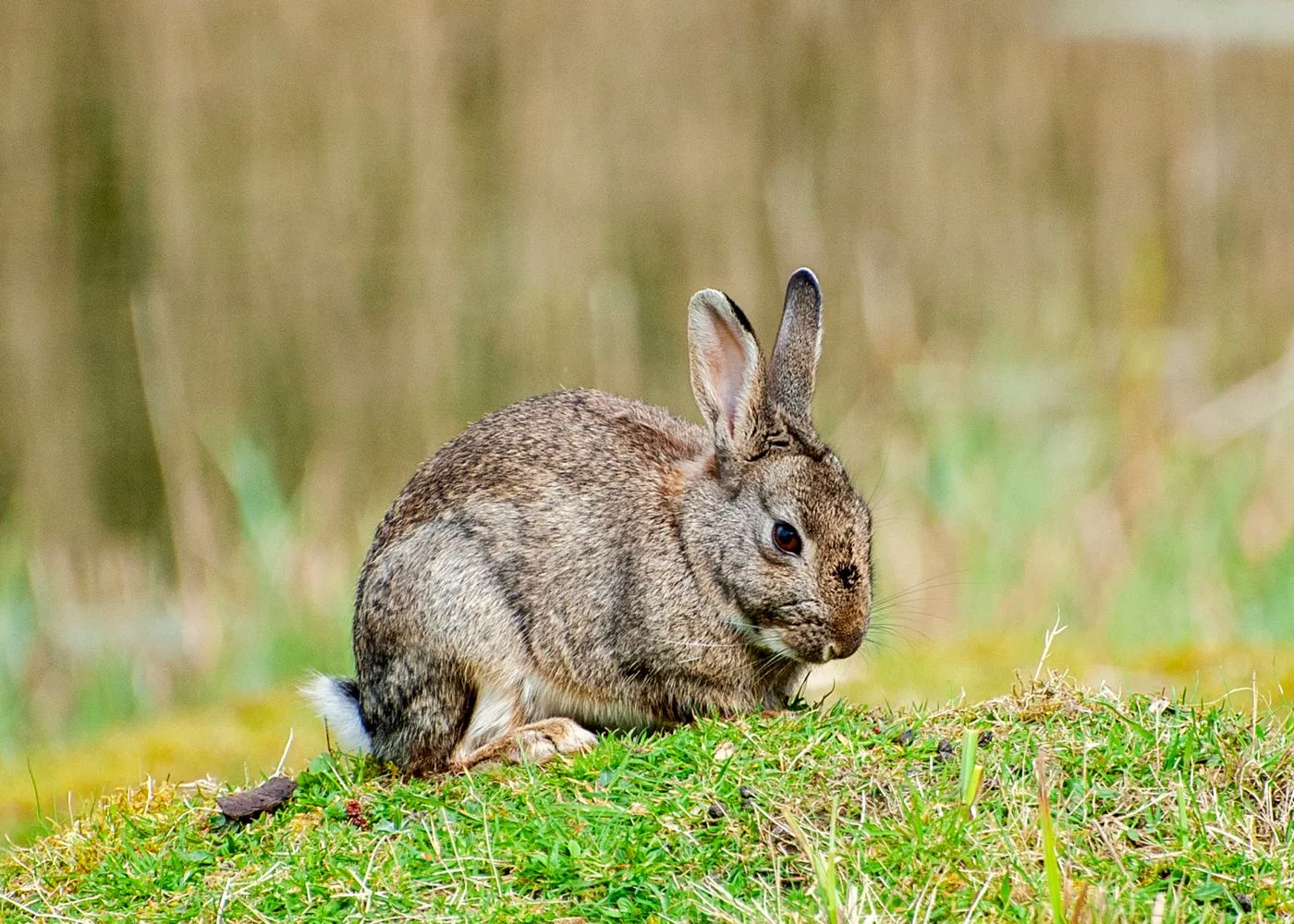 Rabbits pets