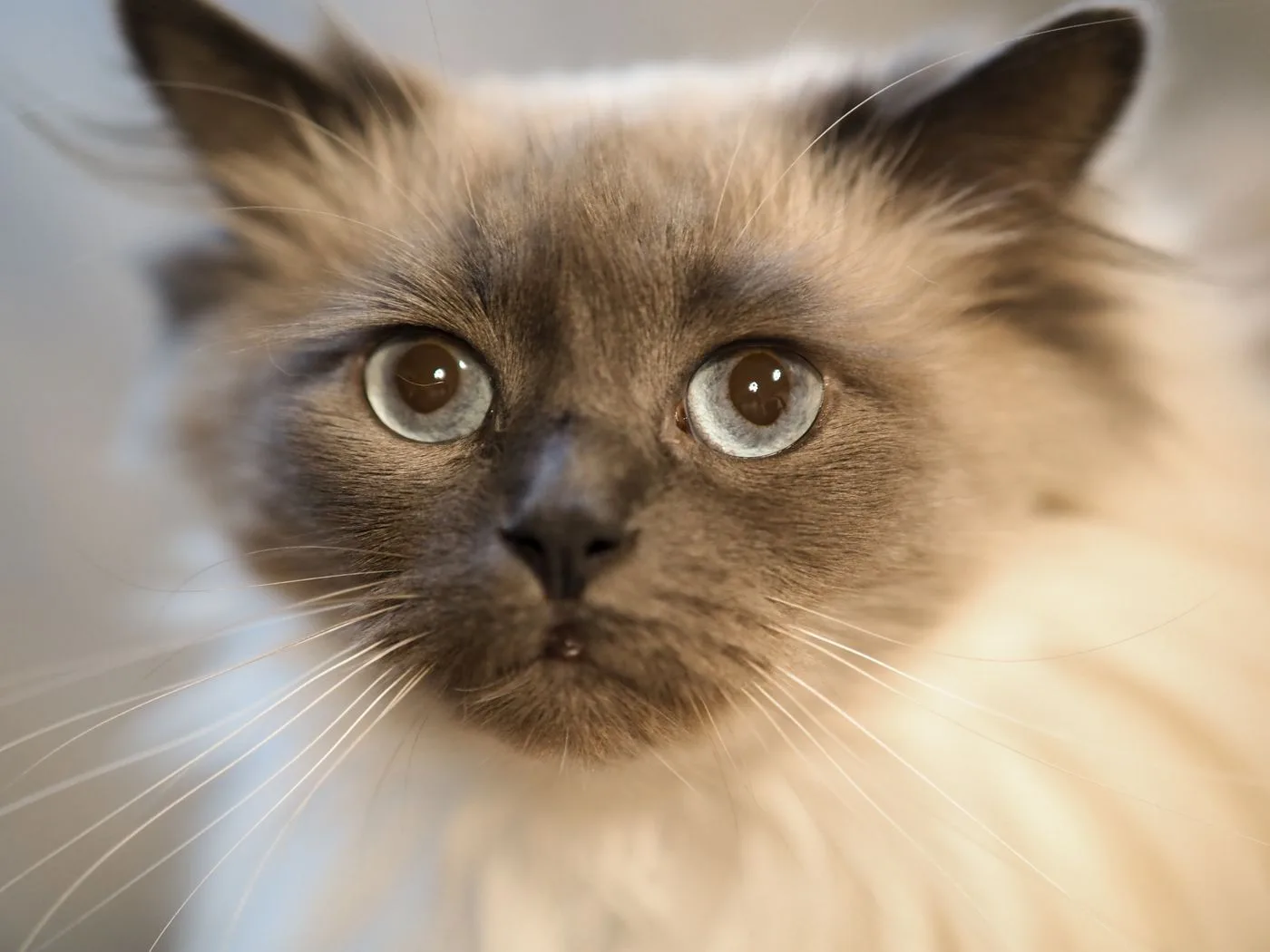 Ragdoll