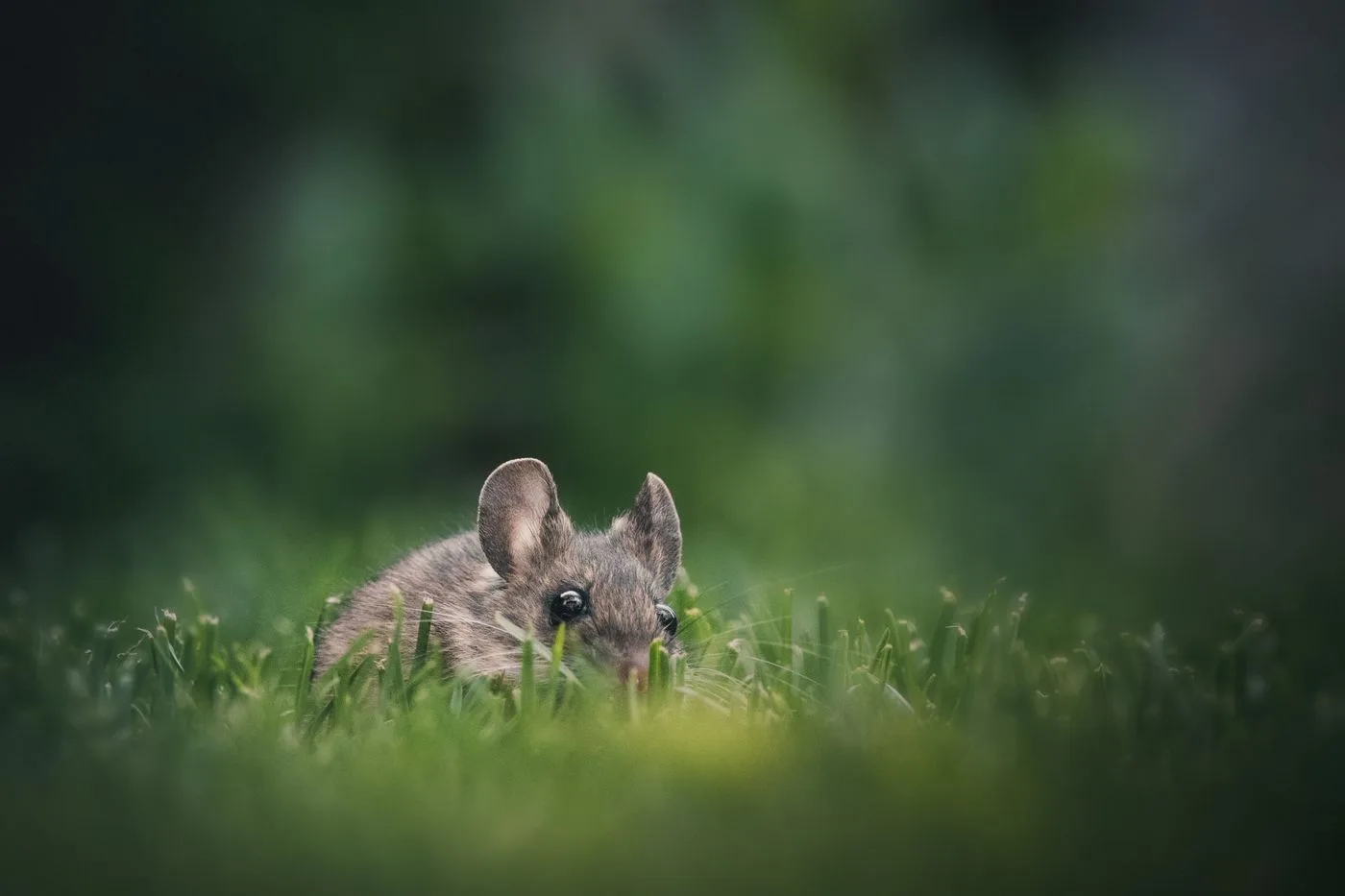 Small Pet