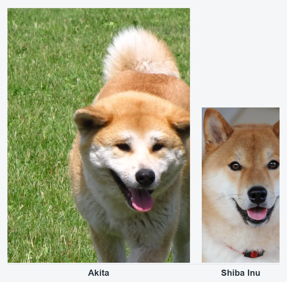 Akita vs Shiba Inu: Which Dog Fits Your Life?